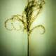 Illustration for article titled How to Make Photographic Prints Without a Camera or Chemicals